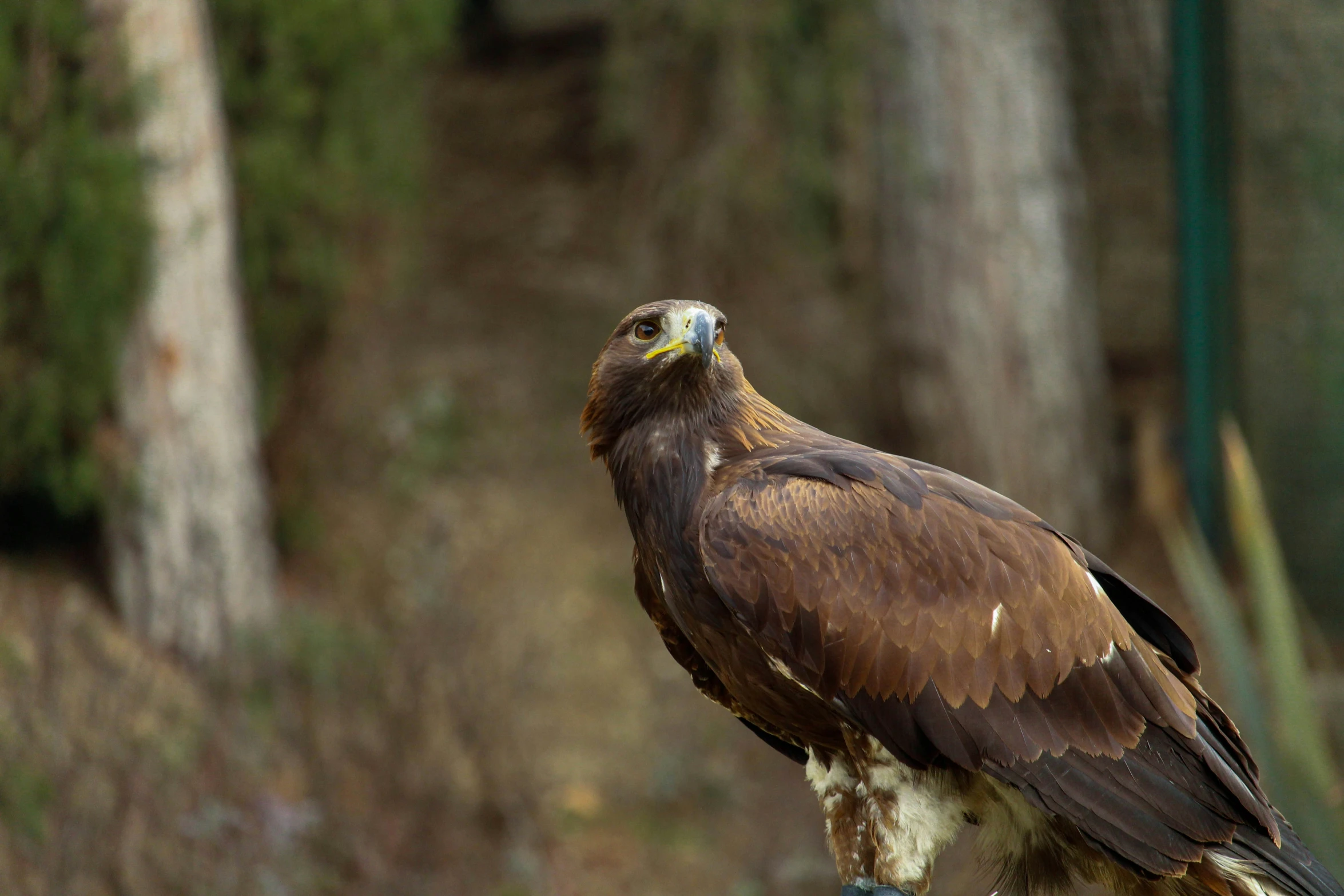 the bird is perched on a small perch