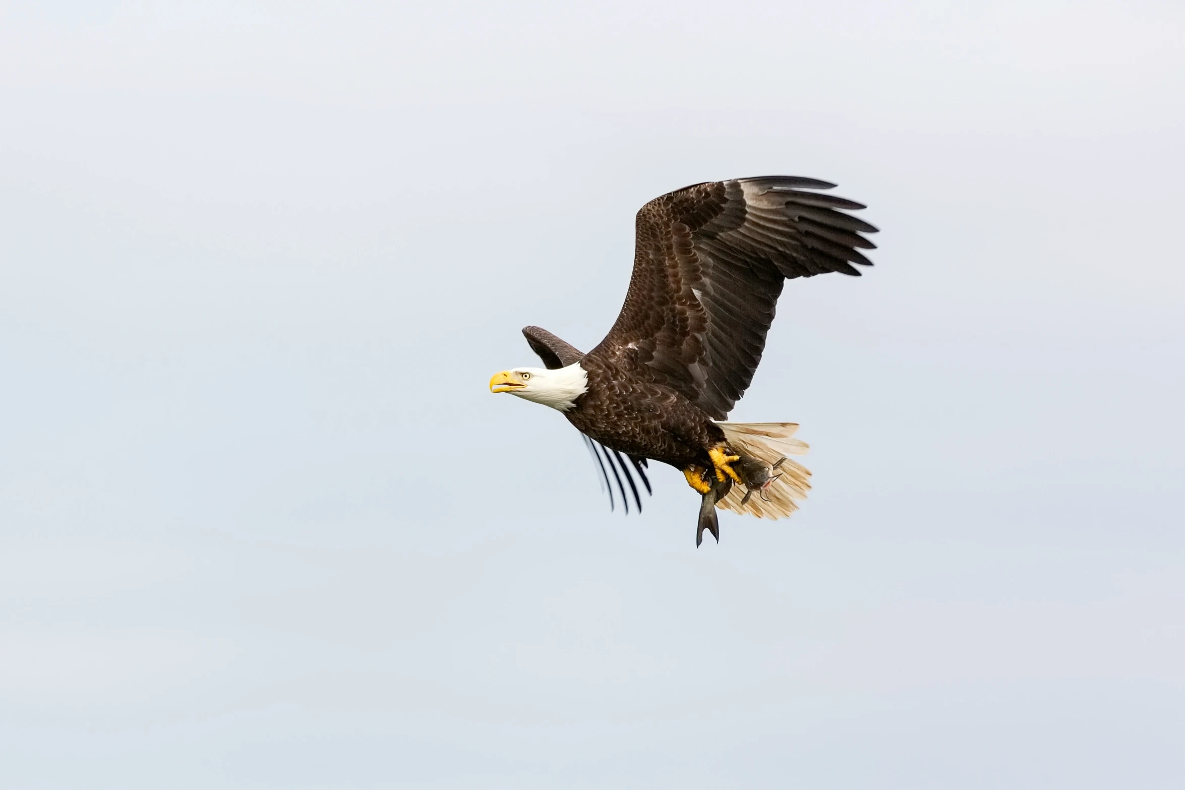 a large eagle flying through a blue sky