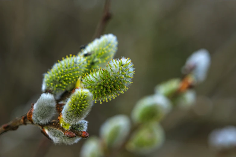 a bunch of little leaves growing from the nches of trees