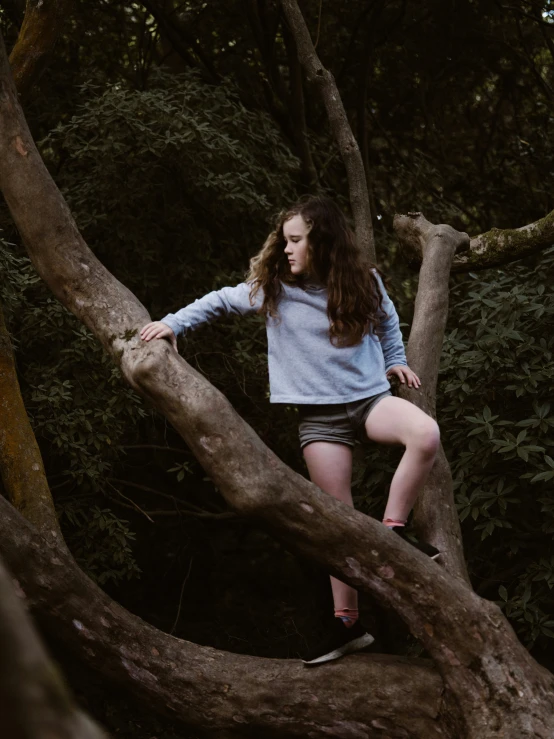 a  posing on top of a tree nch