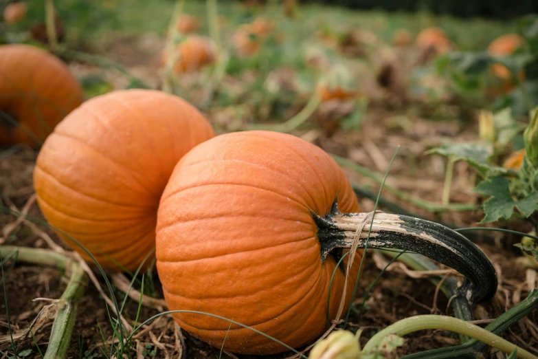 there are orange squashs that have been cut to look like they were just picked from the farm