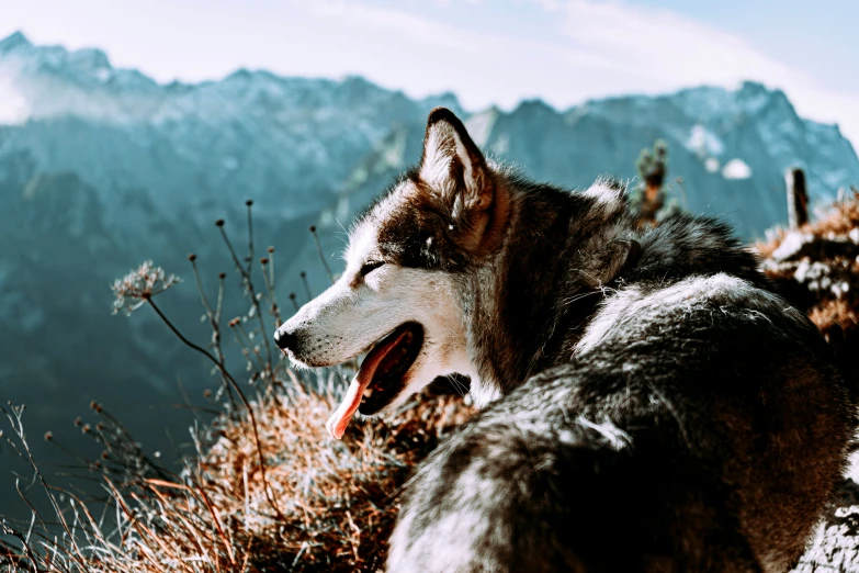 an animal that is laying down in the grass