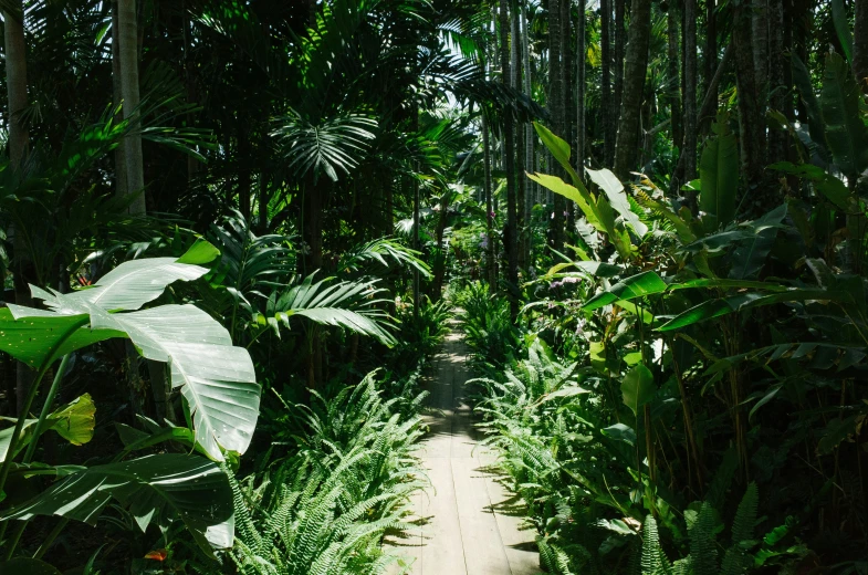 a trail that has green ferns growing on it