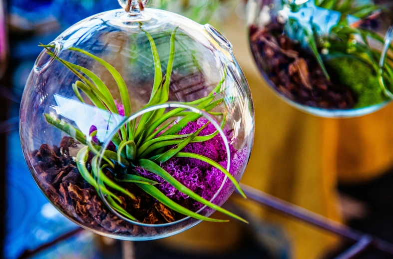 three air plants sit in hanging glass vases