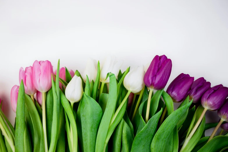 pink and white tulips spread out across green stems