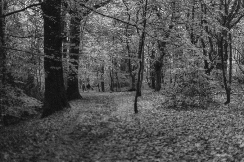 the light shines through the leaves on the ground