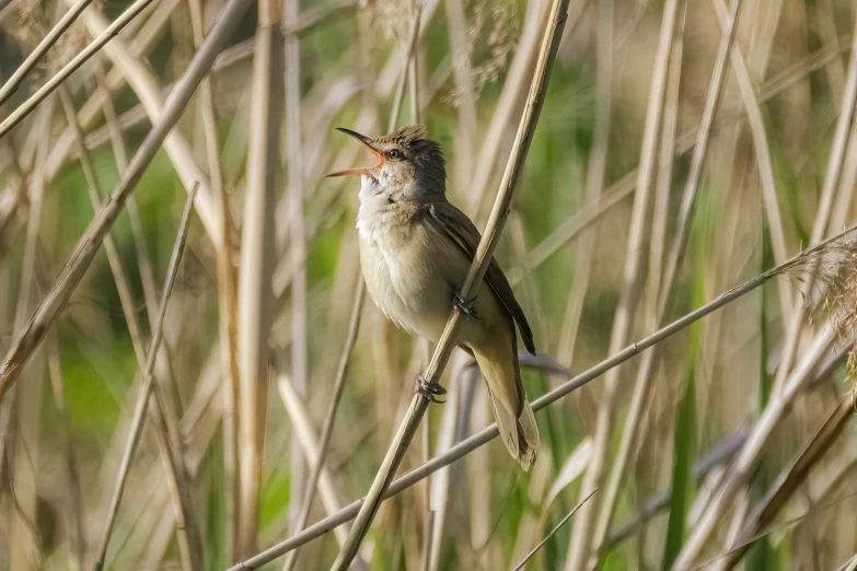 a bird that is sitting on a twig