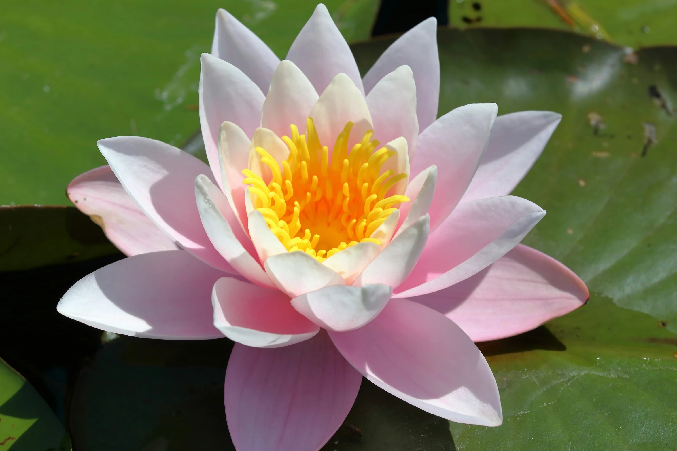 a close up of a pink lotus flower and leaves