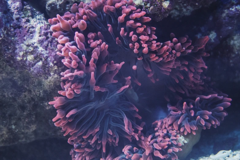 close up s of corals at the bottom of the ocean floor