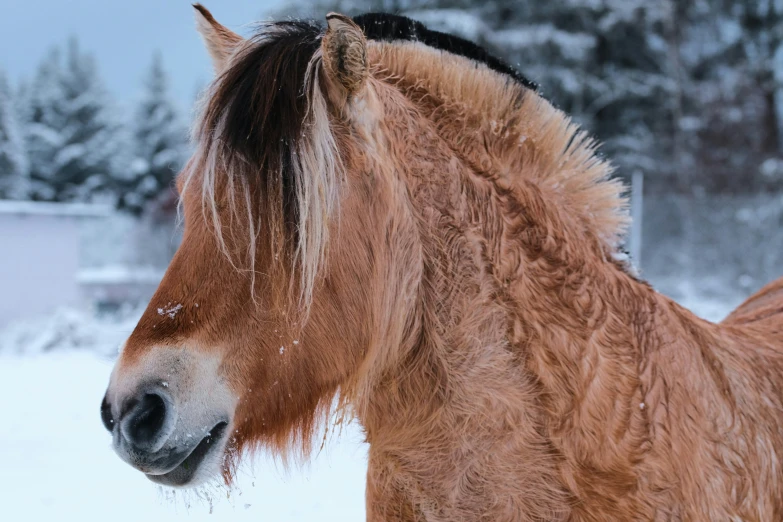 a small horse standing in the snow covered ground