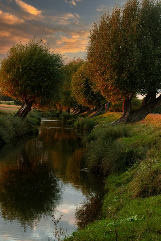 two trees beside the water at sunset