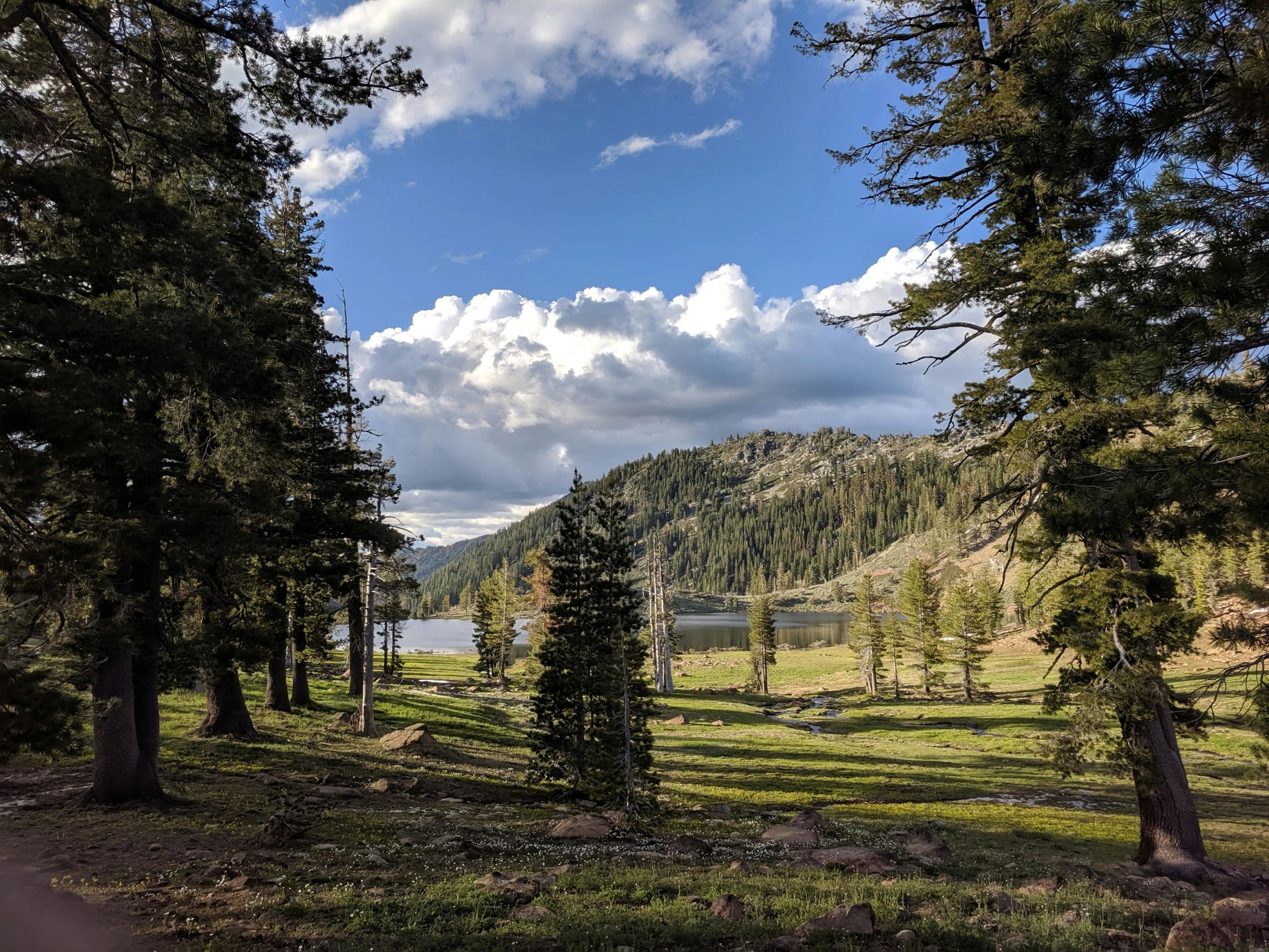 the lush green landscape is situated among tall pine trees