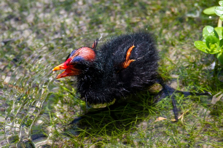 a bird with a red head is walking on some grass