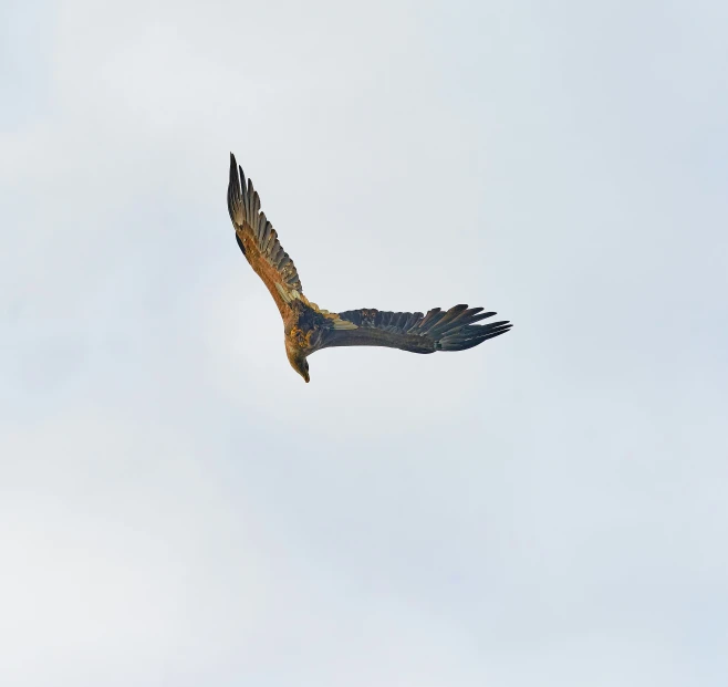 an eagle flies through the air with its wings open