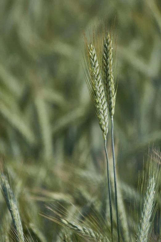 a stalk of wheat is shown in a field