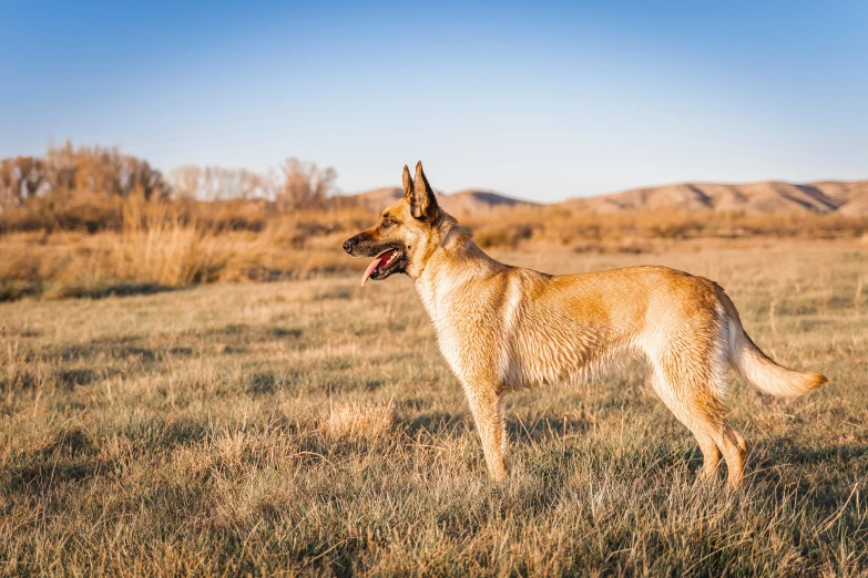 an image of a dog in the grass