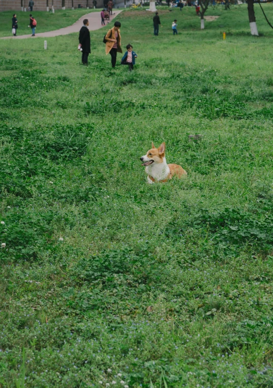 a dog that is laying down in the grass