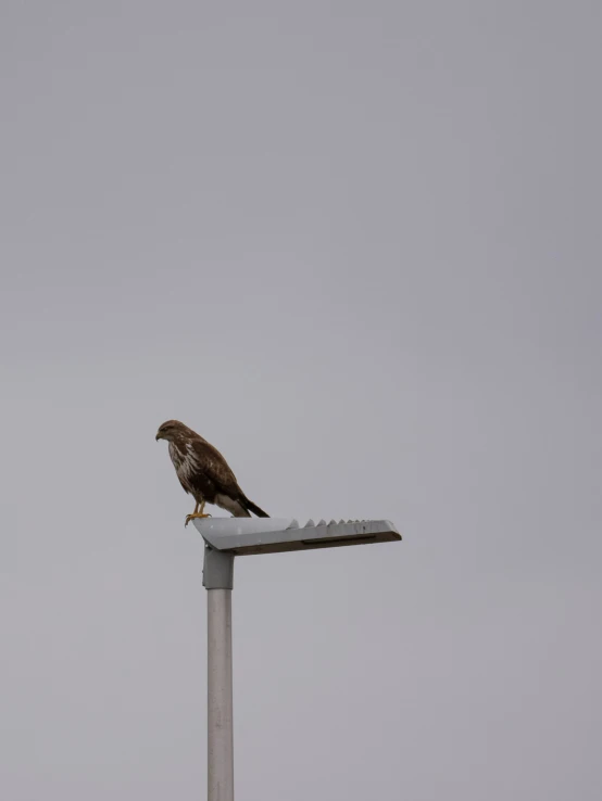 the bird is sitting on the pole that overlooks the ocean