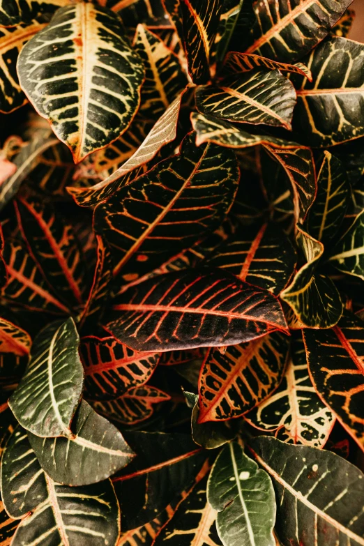 a green and yellow leaf in the middle of a plant