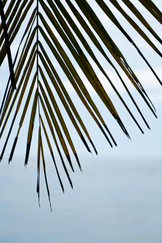 a very large palm tree with no leaves