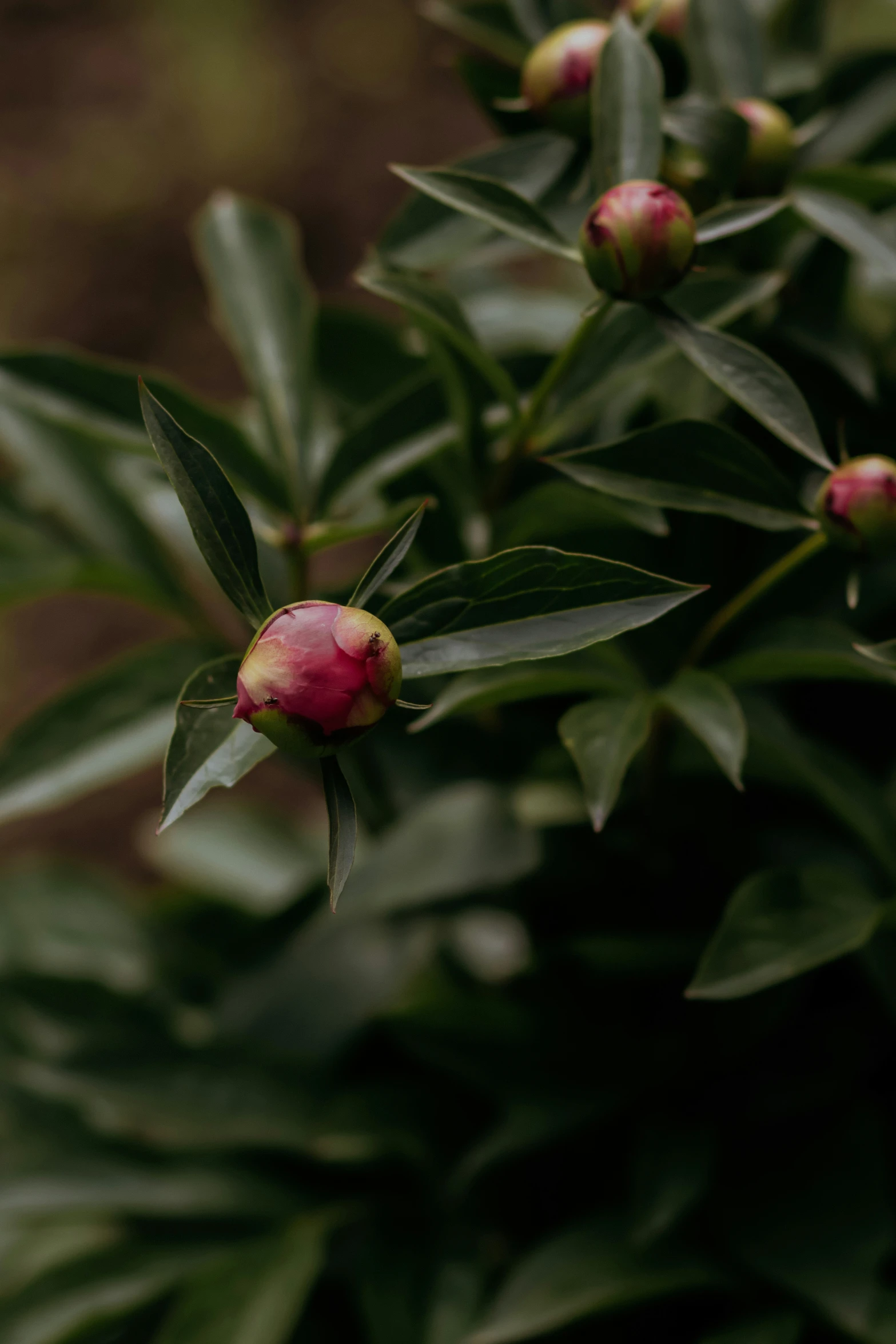 a bunch of buds hang from the leaves