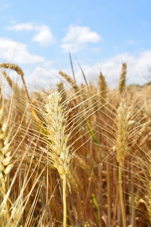 wheat stalks are shown in the background as an image appears to be blurred