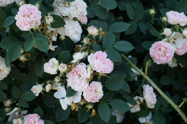 pink and white flowers bloom in a bush