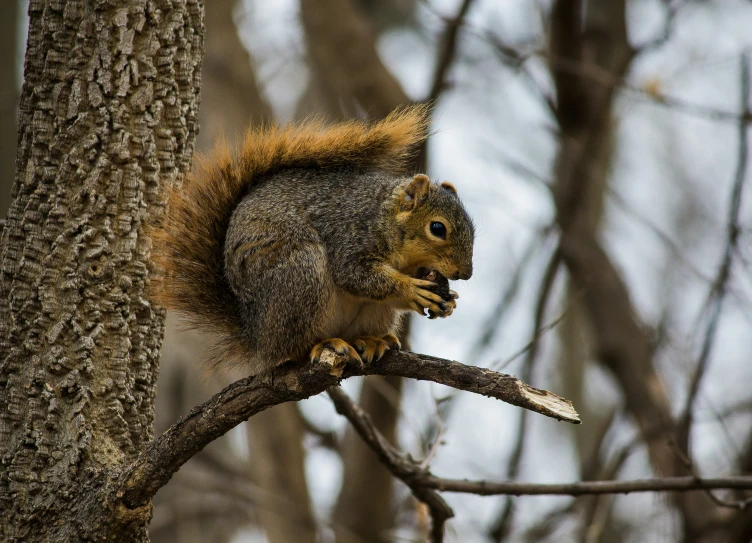 the squirrel sits in the tree eating nuts