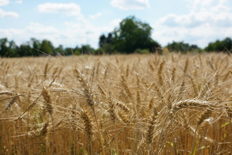 a tall wheat field covered in lots of ripe brown