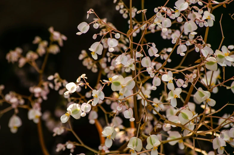 flowering nch with white flowers and a yellow leaf