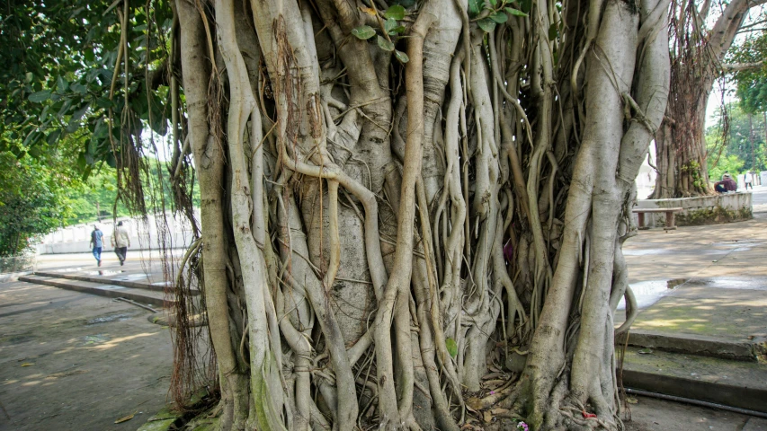 this tree has twisted roots and is surrounded by grass