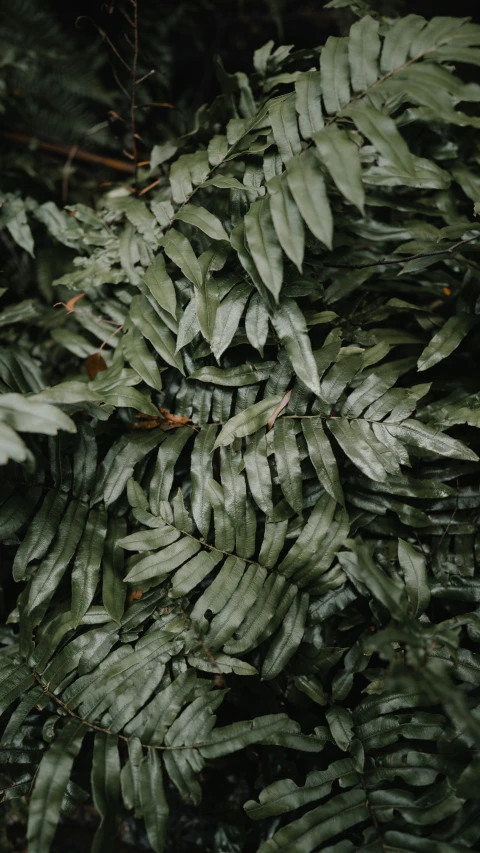 several different types of tree leaves next to each other