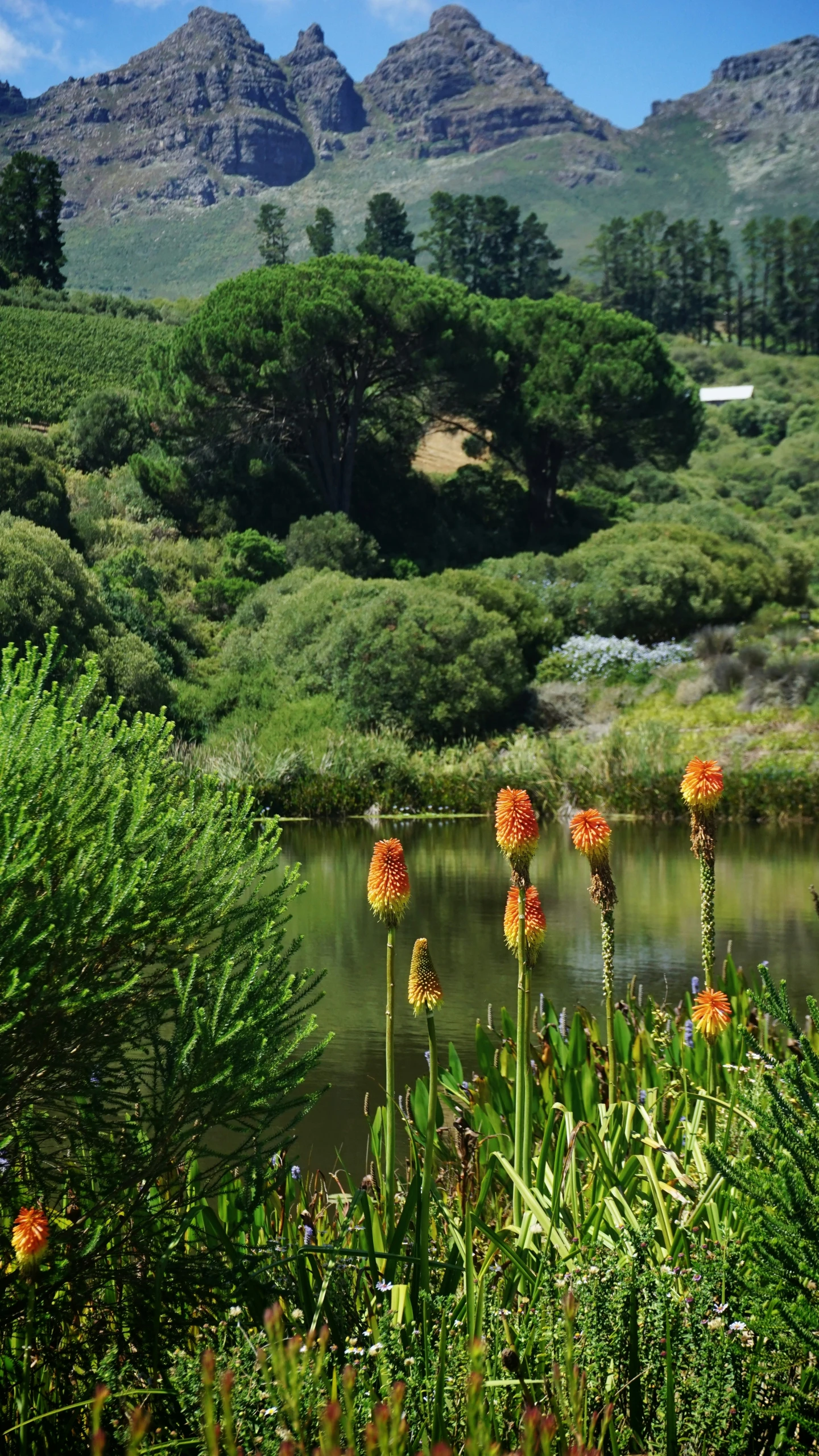 a picture of a mountain and flowers near the water