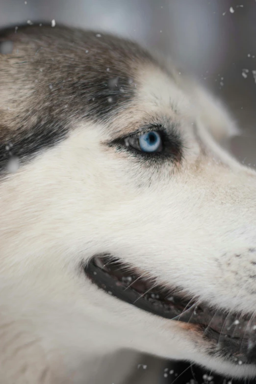 a dog has blue eyes and white fur