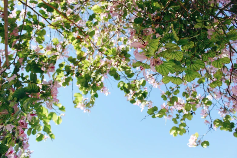 green leaves and pink flowers are seen on a sunny day