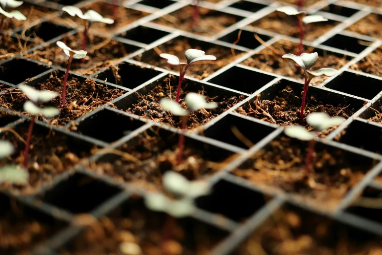 plants sprouting out of several small square black trays