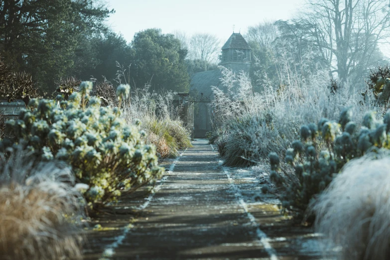 a garden with white flowers in bloom on a path