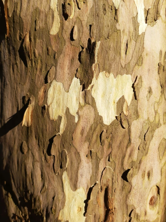 the bark on the trunk of an old tree