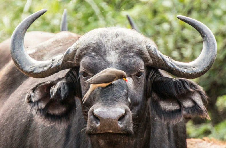 a bull with horns has a yellow bird on its shoulder