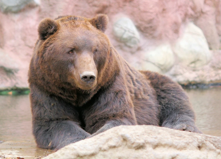 a large brown bear laying in a body of water