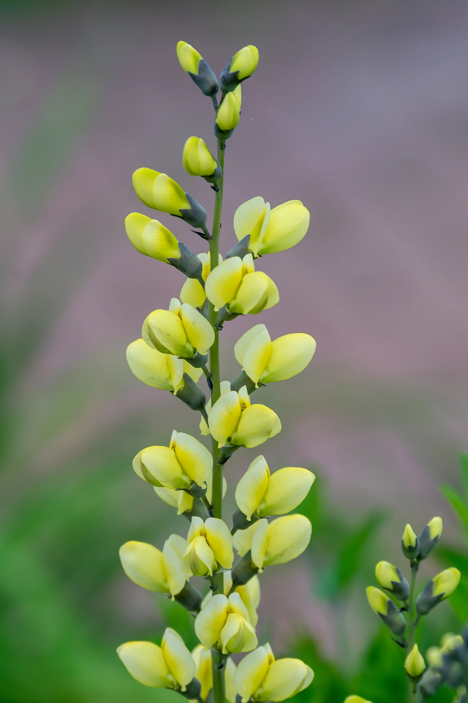 this is a very pretty flower plant with yellow flowers