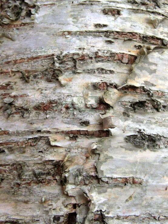 the bark of a birch tree looks like it is peeling apart