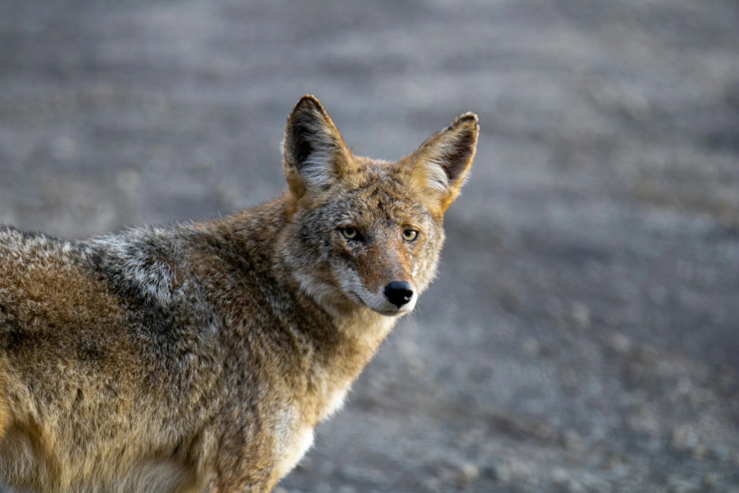 this is a picture of a small gray animal