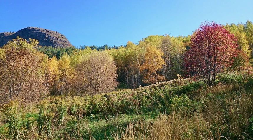 the colorful autumn leaves and the bright green grass