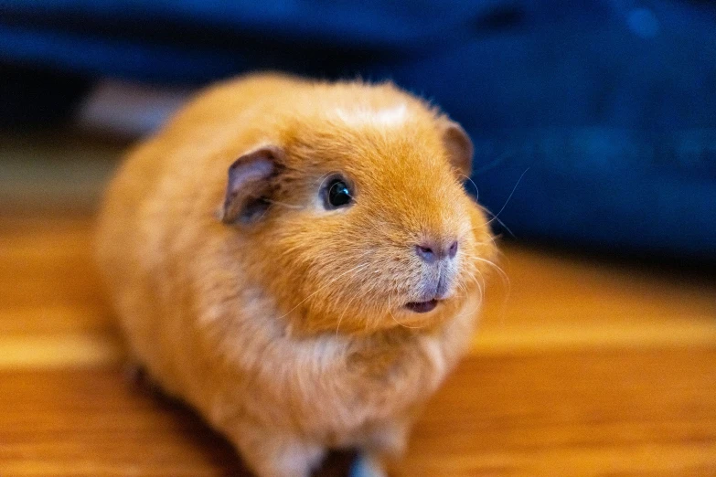 the baby guinea pig looks forward while sitting on a wooden floor