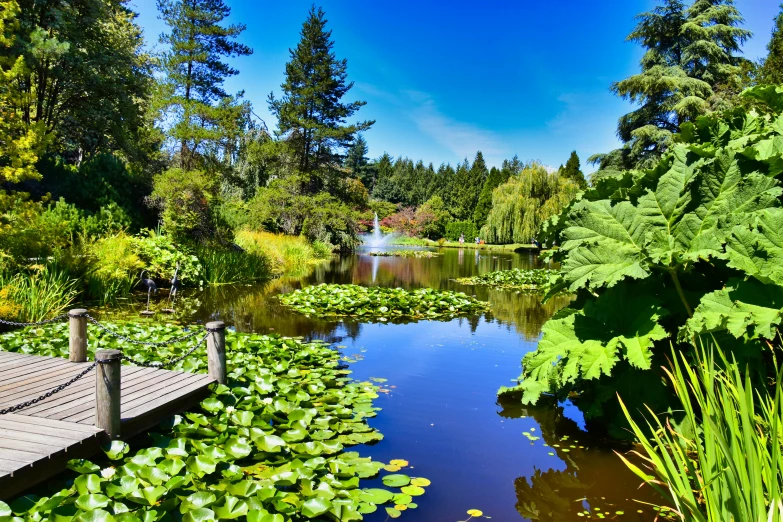 there is a pond in the middle of the woods