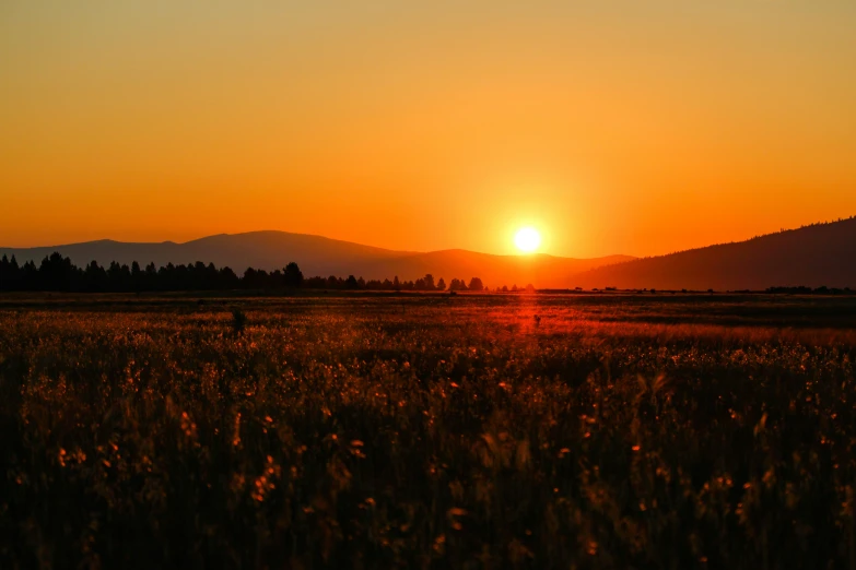 a field is shown during the sunrise and a few trees in the background