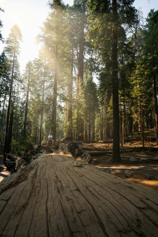 the sun shines on a road surrounded by pine trees