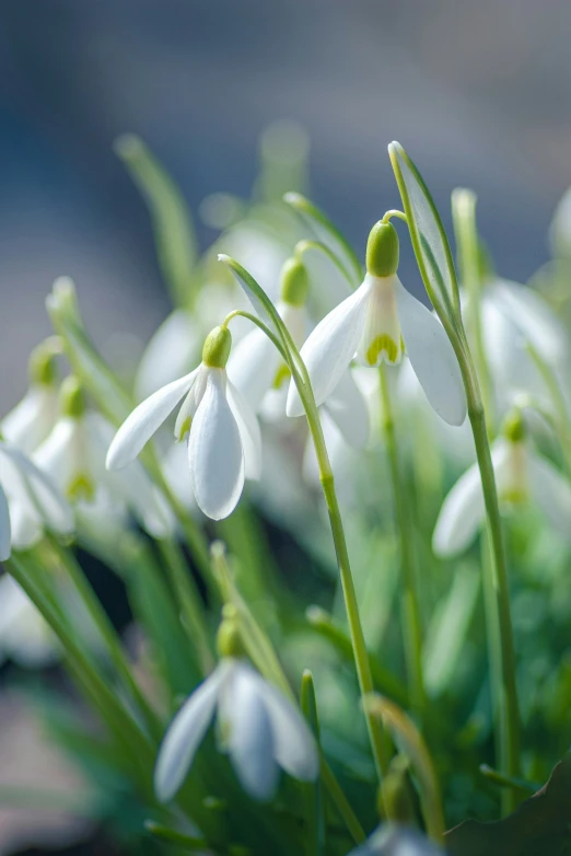 snowdrop flowers growing in the springtime with blurry background