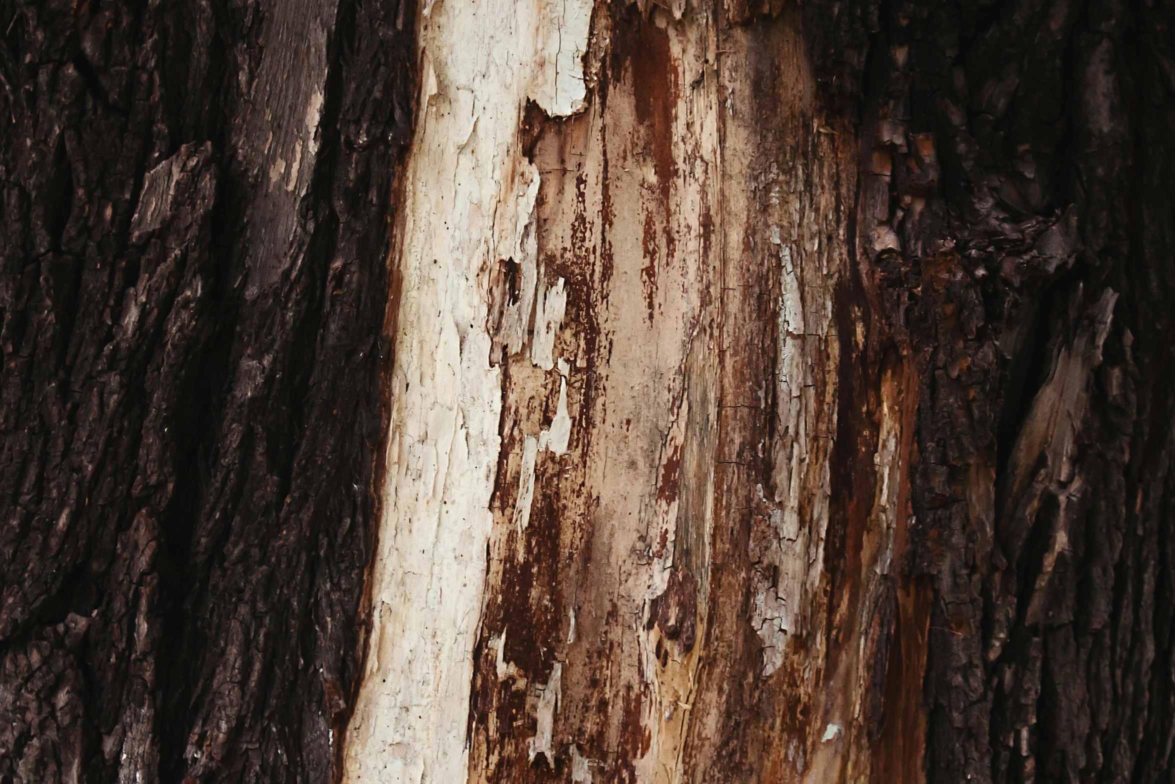 a bird is perched on the side of a tree trunk